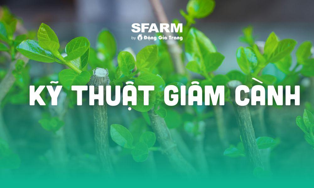 Bà con nông dân đang trộn phân hữu cơ vào đất để chuẩn bị trồng cây ăn quả